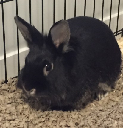 Felicia - My First Rescued Rabbit