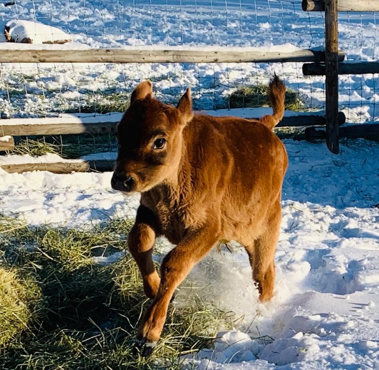 Baby jersey calf leaping in the air during winter