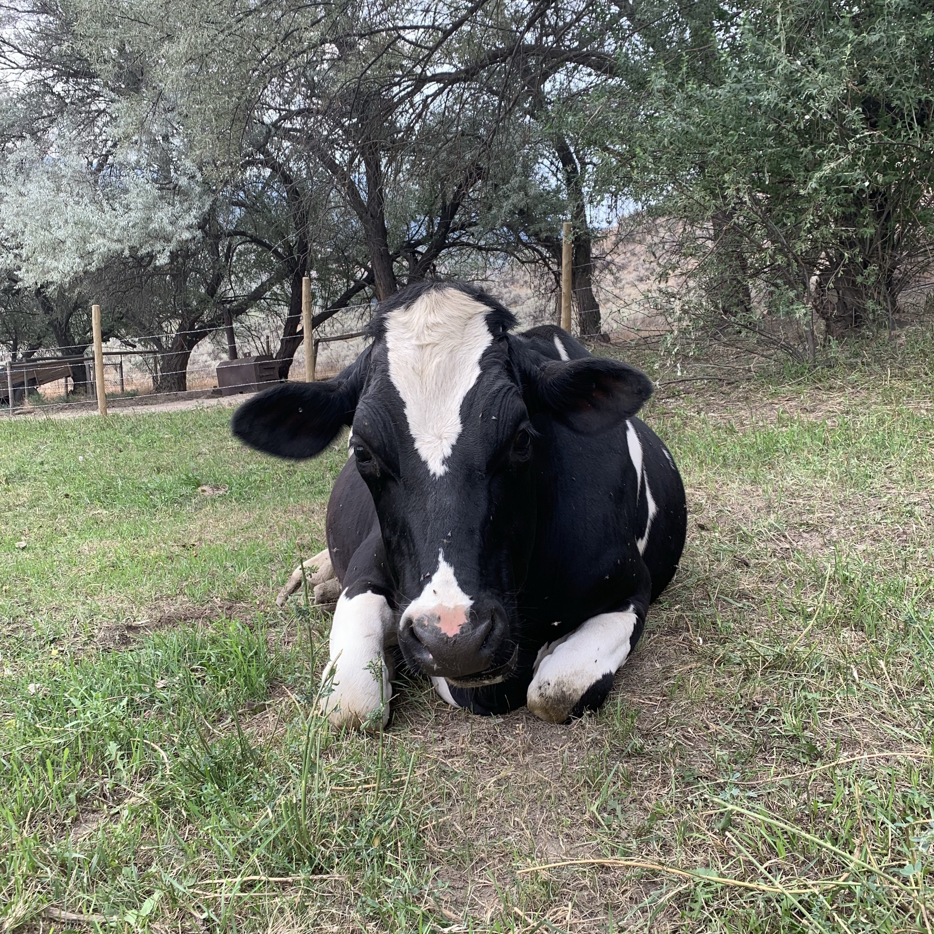 Holstein cow laying down on grass