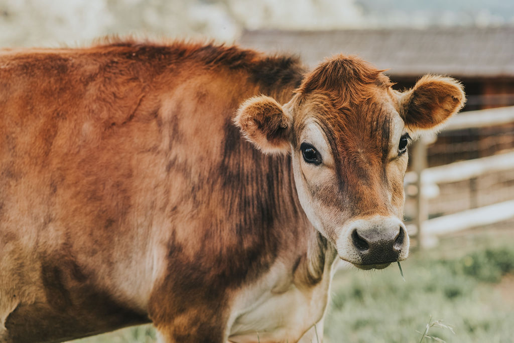 Golden brown Jeresey Cow