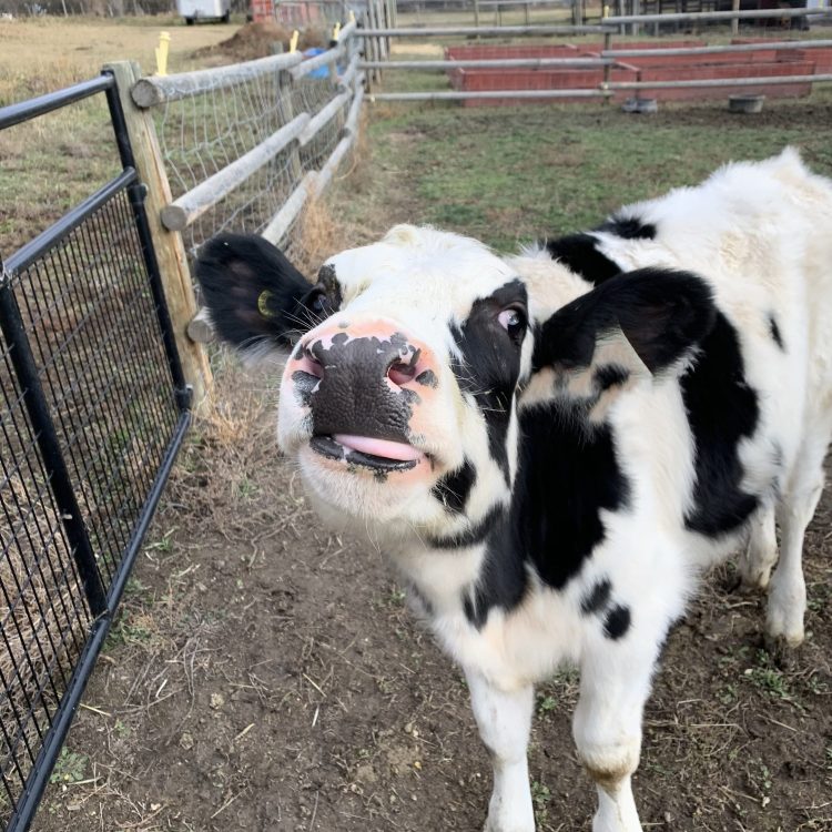 Little holstein calf sticking his tongue out