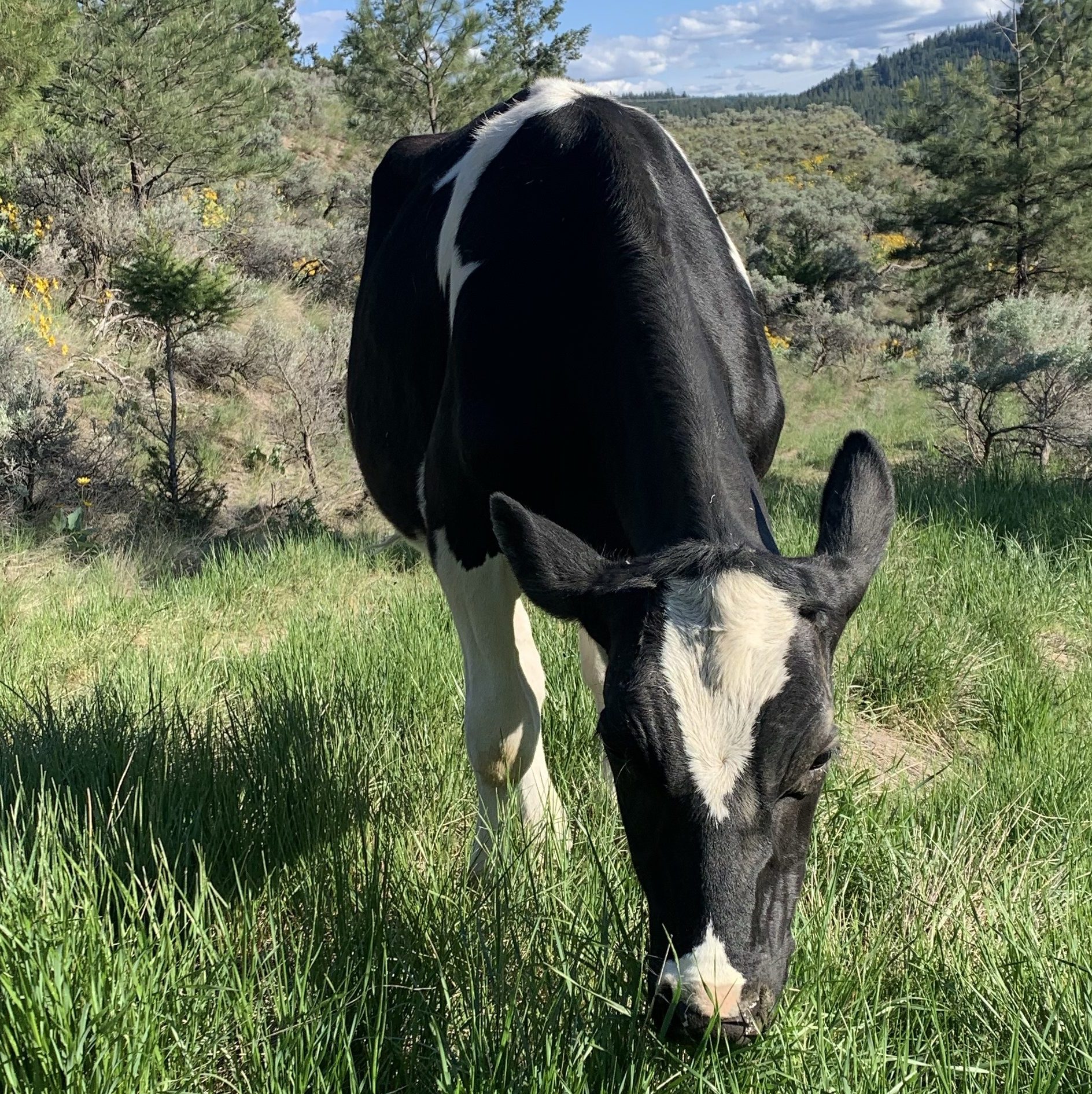 Adult holstein calf grazing in an open pasture