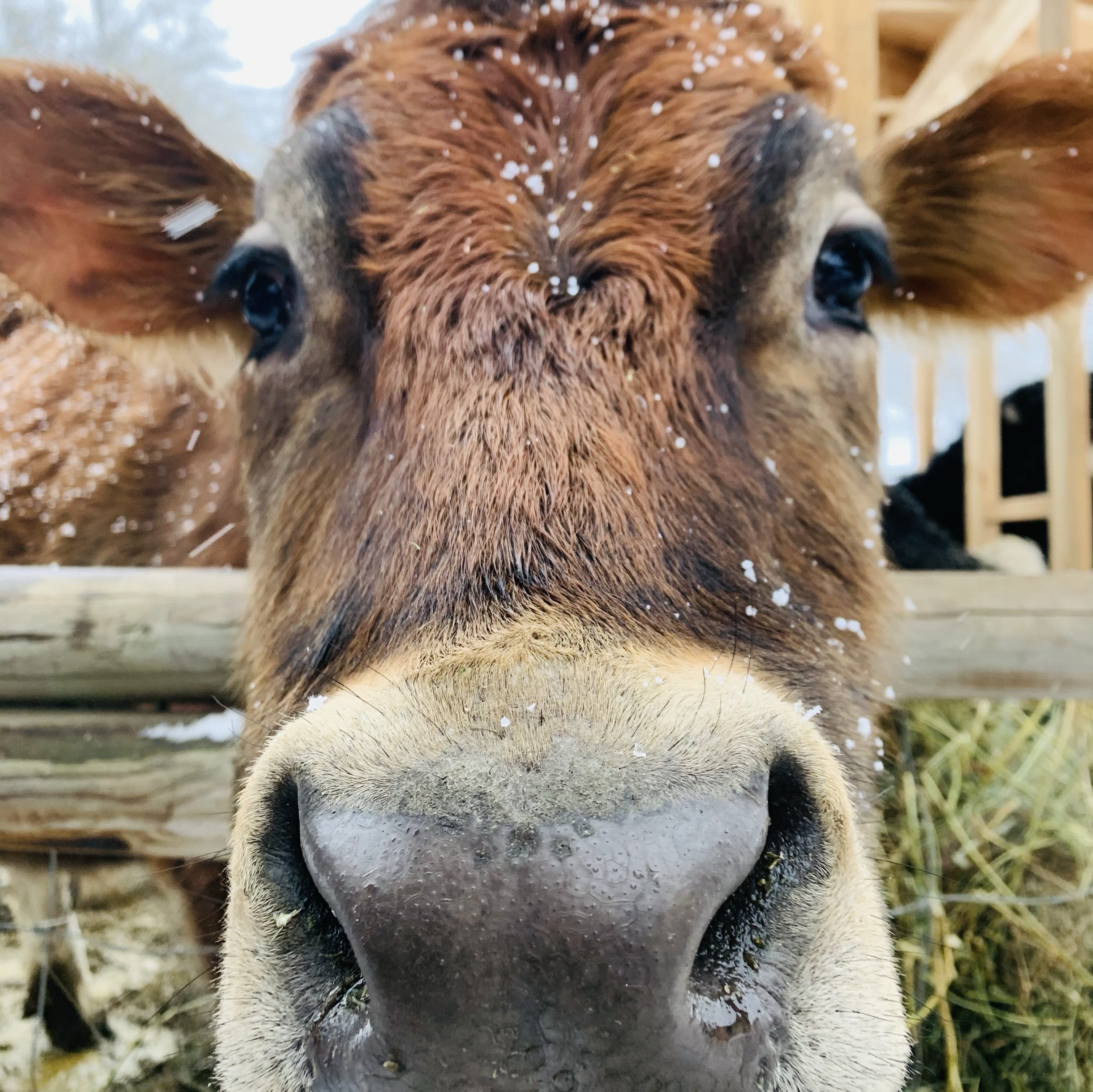 Close up photo of jersey cow with snow flakes on his head