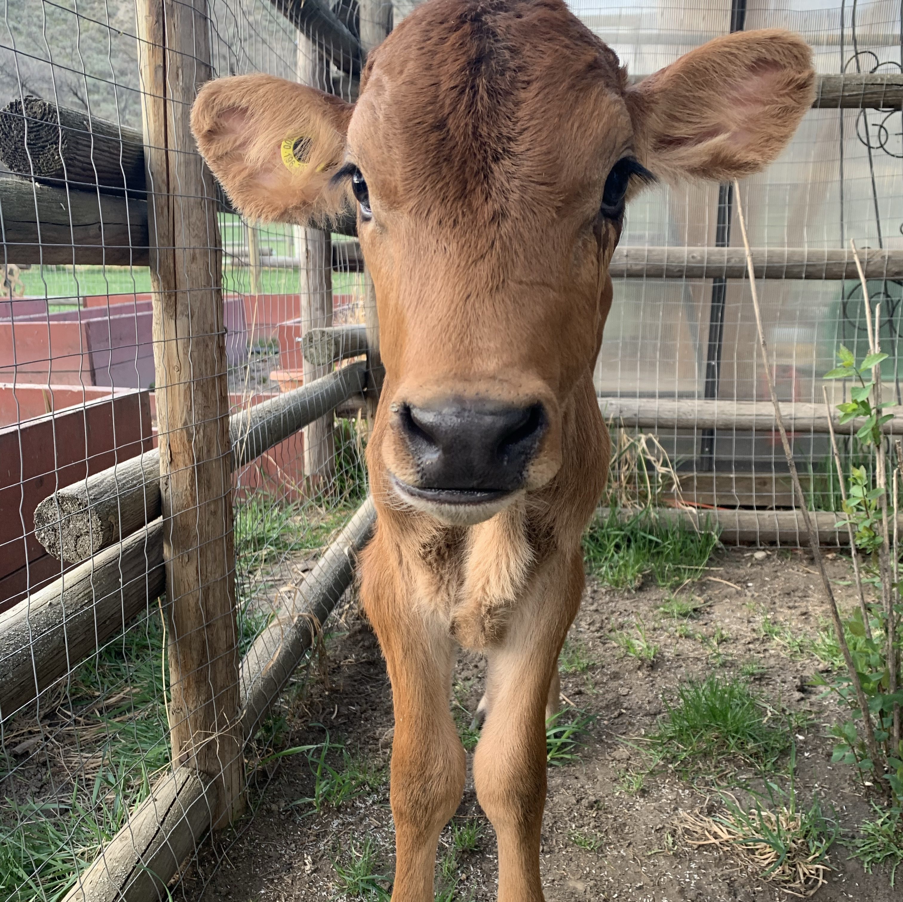 Baby jersey steer calf standing by a fence