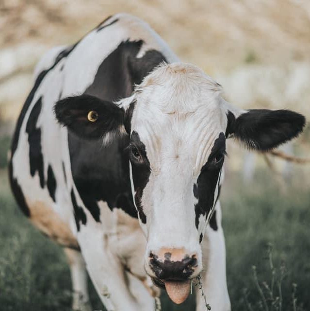 Close up a male holstein cow with his tongue sticking out